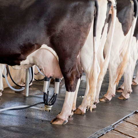 Dairy/Suckler