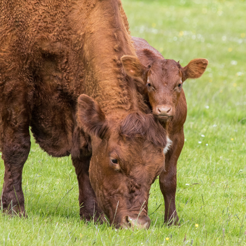 Calves/Cattle