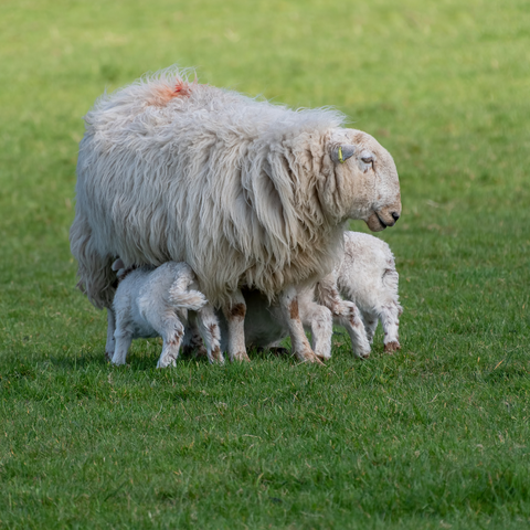 Sheep