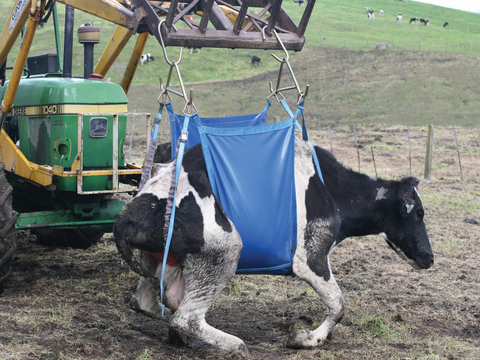 COW DAISY LIFTER HD STD SHOOF